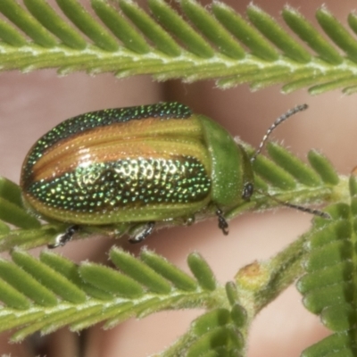 Calomela parilis (Leaf beetle) at The Pinnacle - 3 Nov 2023 by AlisonMilton