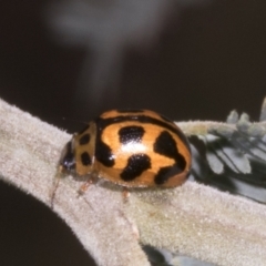 Peltoschema oceanica (Oceanica leaf beetle) at Belconnen, ACT - 3 Nov 2023 by AlisonMilton