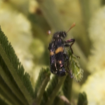 Eleale pulchra (Clerid beetle) at Belconnen, ACT - 3 Nov 2023 by AlisonMilton