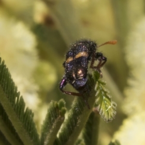 Eleale pulchra at The Pinnacle - 3 Nov 2023