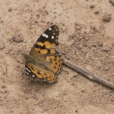 Vanessa kershawi (Australian Painted Lady) at Belconnen, ACT - 3 Nov 2023 by AlisonMilton