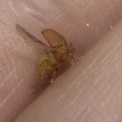 Unidentified Leaf beetle (Chrysomelidae) at The Pinnacle - 3 Nov 2023 by AlisonMilton