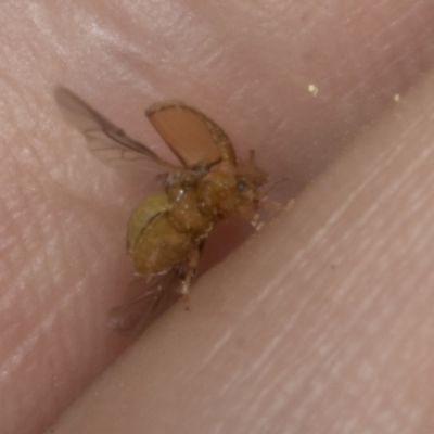 Unidentified Leaf beetle (Chrysomelidae) at The Pinnacle - 3 Nov 2023 by AlisonMilton