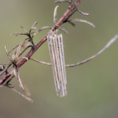 Oecobia frauenfeldi (Frauenfeld's Casemoth) at The Pinnacle - 3 Nov 2023 by AlisonMilton