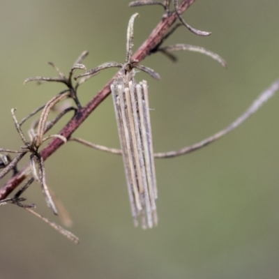 Oecobia frauenfeldi (Frauenfeld's Casemoth) at Belconnen, ACT - 3 Nov 2023 by AlisonMilton