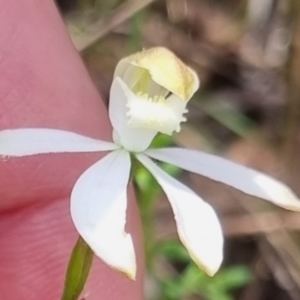 Caladenia moschata at QPRC LGA - suppressed