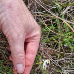 Caladenia moschata at QPRC LGA - suppressed