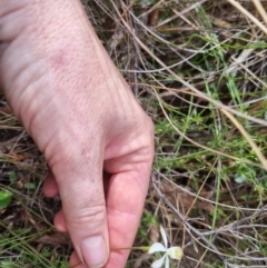 Caladenia moschata at QPRC LGA - suppressed