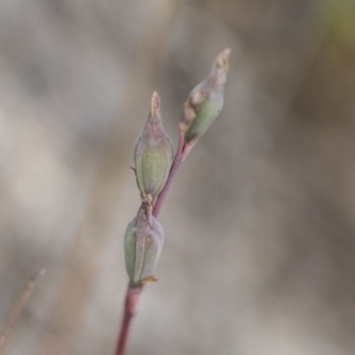 Thelymitra sp. (A Sun Orchid) at Belconnen, ACT - 3 Nov 2023 by AlisonMilton