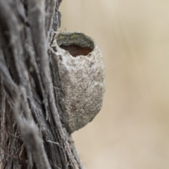 Saturniidae (family, pupa, unidentified species) at The Pinnacle - 3 Nov 2023 by AlisonMilton