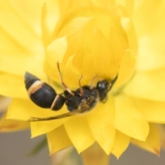 Eumeninae (subfamily) (Unidentified Potter wasp) at Belconnen, ACT - 3 Nov 2023 by AlisonMilton