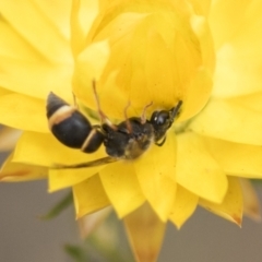 Eumeninae (subfamily) at The Pinnacle - 3 Nov 2023