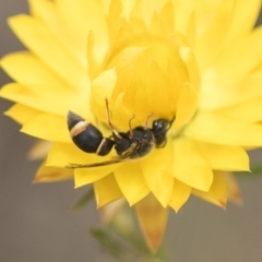 Eumeninae (subfamily) at The Pinnacle - 3 Nov 2023