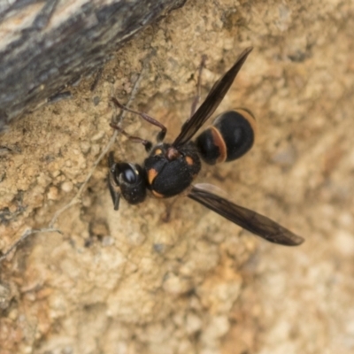 Paralastor sp. (genus) (Potter Wasp) at Belconnen, ACT - 3 Nov 2023 by AlisonMilton