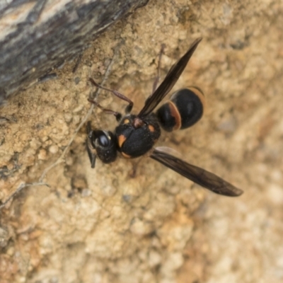 Paralastor sp. (genus) (Potter Wasp) at The Pinnacle - 3 Nov 2023 by AlisonMilton