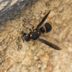 Paralastor sp. (genus) (Potter Wasp) at Belconnen, ACT - 3 Nov 2023 by AlisonMilton