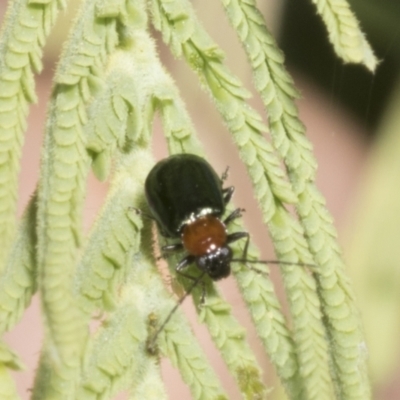 Adoxia benallae (Leaf beetle) at Belconnen, ACT - 3 Nov 2023 by AlisonMilton