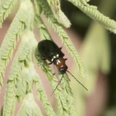 Adoxia benallae at The Pinnacle - 3 Nov 2023 01:05 PM