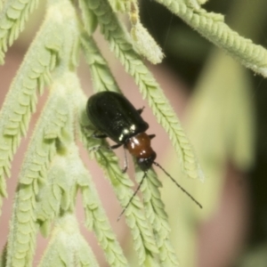 Adoxia benallae at The Pinnacle - 3 Nov 2023 01:05 PM