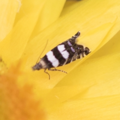 Glyphipterix chrysoplanetis (A Sedge Moth) at The Pinnacle - 3 Nov 2023 by AlisonMilton