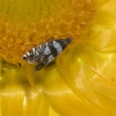 Glyphipterix chrysoplanetis at The Pinnacle - 3 Nov 2023 02:15 PM