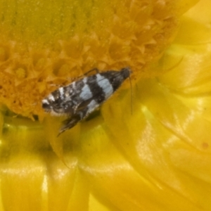 Glyphipterix chrysoplanetis at The Pinnacle - 3 Nov 2023