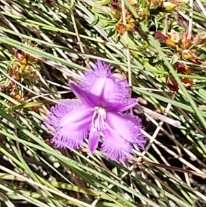 Thysanotus tuberosus subsp. tuberosus at Paddys River, ACT - 13 Nov 2023