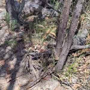 Varanus rosenbergi at Tidbinbilla Nature Reserve - 13 Nov 2023