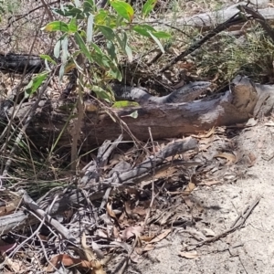 Varanus rosenbergi at Tidbinbilla Nature Reserve - suppressed