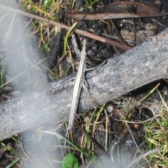 Keyacris scurra (Key's Matchstick Grasshopper) at Tinderry Mountains - 12 Nov 2023 by Harrisi