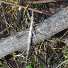 Keyacris scurra at Tinderry Mountains - suppressed