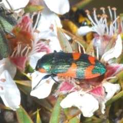 Castiarina watkinsi (Watkins' Castiarina jewel beetle) at Tinderry, NSW - 12 Nov 2023 by Harrisi