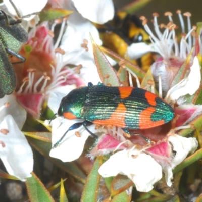 Castiarina watkinsi (Watkins' Castiarina jewel beetle) at Tinderry Mountains - 12 Nov 2023 by Harrisi