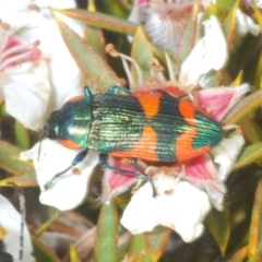 Castiarina watkinsi at Tinderry Mountains - 12 Nov 2023