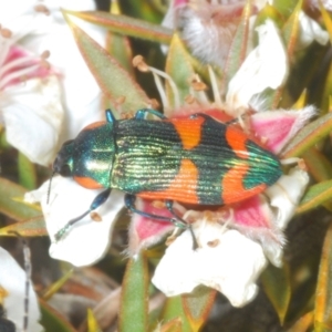 Castiarina watkinsi at Tinderry Mountains - 12 Nov 2023