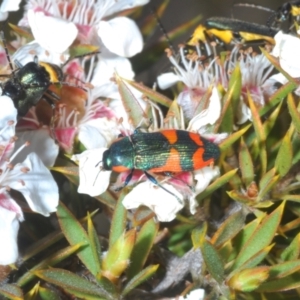 Castiarina watkinsi at Tinderry Mountains - 12 Nov 2023