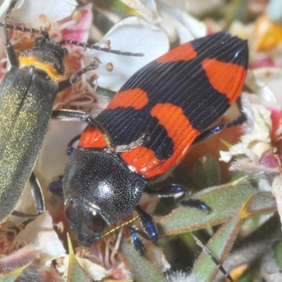 Castiarina thomsoni (A jewel beetle) at Tinderry, NSW - 12 Nov 2023 by Harrisi