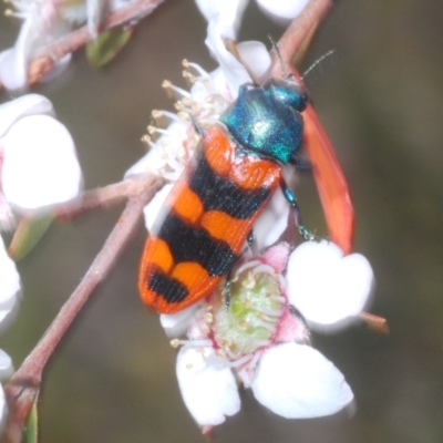 Castiarina crenata (Jewel beetle) at Block 402 - 13 Nov 2023 by Harrisi