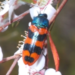 Castiarina crenata at Bluetts Block (402, 403, 12, 11) - 13 Nov 2023