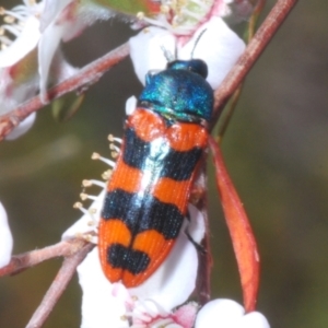 Castiarina crenata at Bluetts Block (402, 403, 12, 11) - 13 Nov 2023 02:51 PM