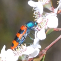 Castiarina crenata at Bluetts Block (402, 403, 12, 11) - 13 Nov 2023