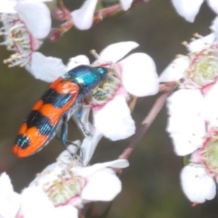 Castiarina crenata at Bluetts Block (402, 403, 12, 11) - 13 Nov 2023 02:51 PM