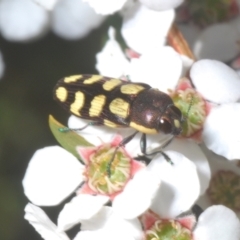 Castiarina decemmaculata (Ten-spot Jewel Beetle) at Block 402 - 13 Nov 2023 by Harrisi