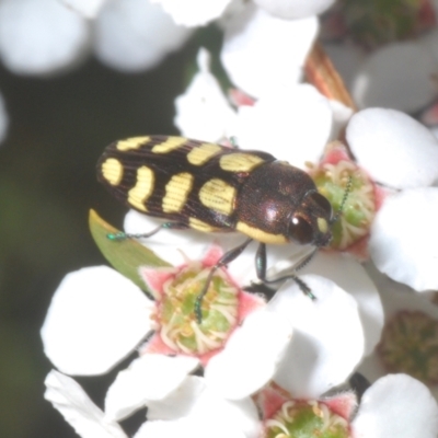 Castiarina decemmaculata (Ten-spot Jewel Beetle) at Block 402 - 13 Nov 2023 by Harrisi