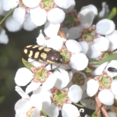 Castiarina decemmaculata at Bluetts Block (402, 403, 12, 11) - 13 Nov 2023