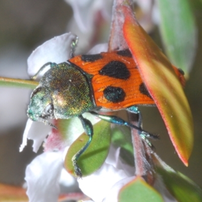 Castiarina octomaculata (A jewel beetle) at Bluetts Block Area - 13 Nov 2023 by Harrisi