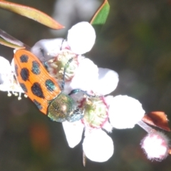 Castiarina octomaculata at Bluetts Block (402, 403, 12, 11) - 13 Nov 2023