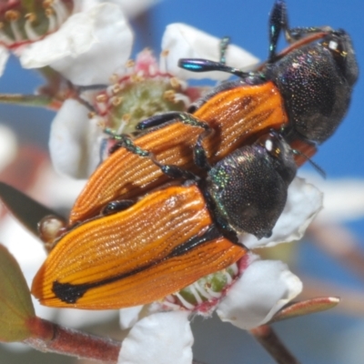Castiarina subpura (A jewel beetle) at Block 402 - 13 Nov 2023 by Harrisi
