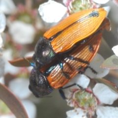 Castiarina subpura at Block 402 - 13 Nov 2023