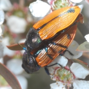 Castiarina subpura at Block 402 - 13 Nov 2023